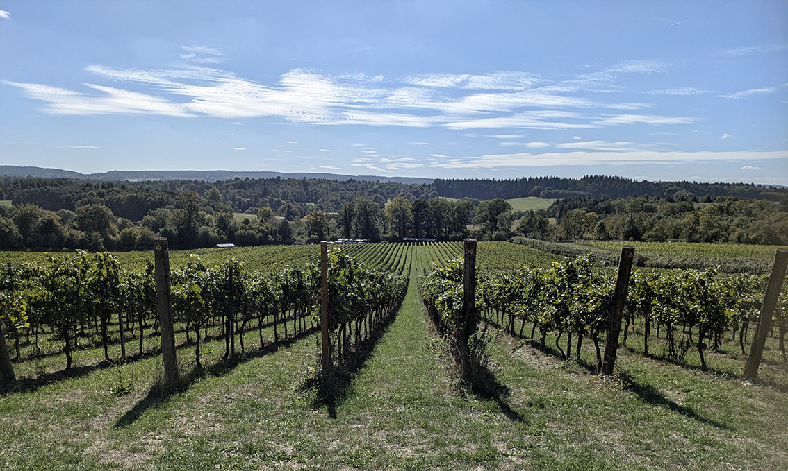 Sweeping views from the top of the vineyard.